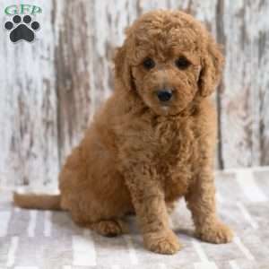 Krista, Mini Labradoodle Puppy